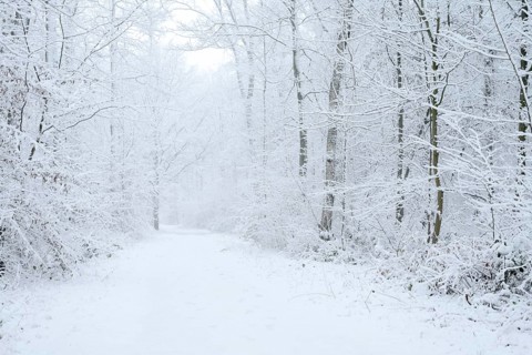 Snowy trail through deciduous forest in winter, North Rhine-Westphalia, Germany