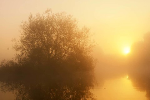 Silver willow (Salix alba) in the morning mist on the river Lippe at sunrise, North