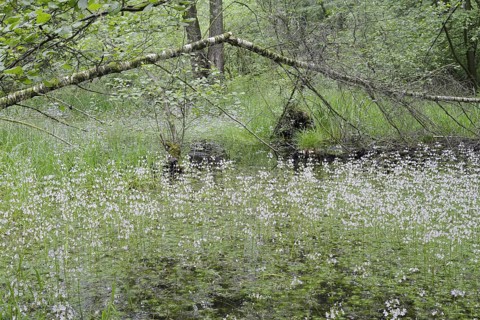 Flowering European water feather or water primrose (Hottonia palustris) in a pond, North