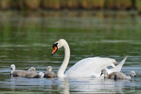 Mute swan (Cygnus olor) with chicks on a lake, North Rhine-Westphalia, Germany
