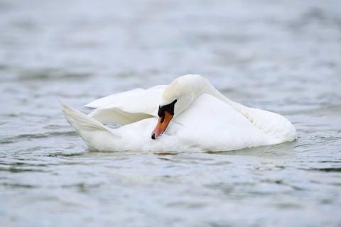 Mute swan (Cygnus olor) grooming its feathers, Alsace, France