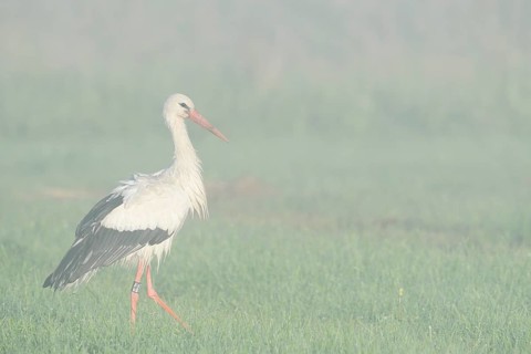 White stork (Ciconia ciconia) in a meadow in the morning mist, North Rhine-Westphalia, Germany