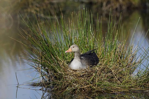 Greylag goose (Anser anser) sitting brooding on the nest, North Rhine-Westphalia, Germany