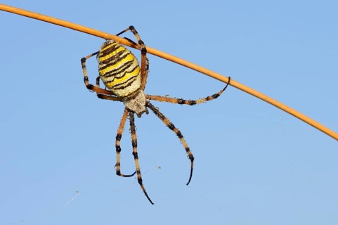 Wasp spider (Argiope bruennichi), female with dewdrops, North Rhine-Westphalia, Germany