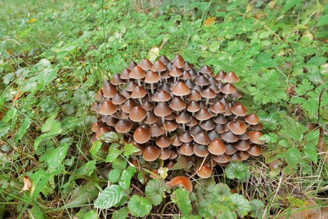 Rogers Mushroom (Britzelmayria multipedata, Psathyrella multipedata), North Rhine-Westphalia,