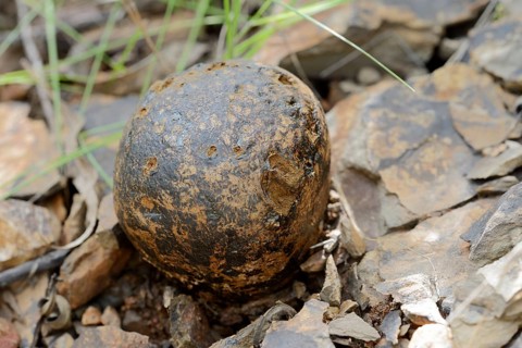 Pisolithus arhizus or Bohemian truffle (Pisolithus arhizus, Pisolithus tinctorius), Algarve,
