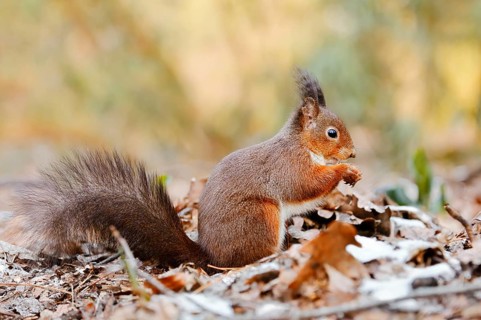 Eurasian squirrel (Sciurus vulgaris) sitting feeding on a pile of leaves with hoarfrost, North