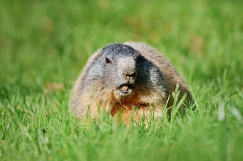 Alpine marmot (Marmota marmota), eating grass, Berchtesgaden National Park, Bavaria, Germany