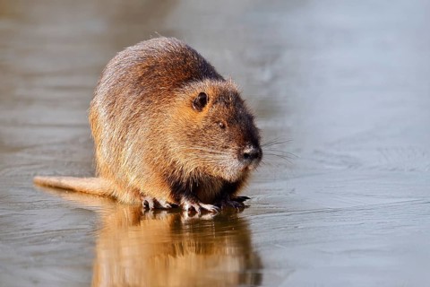 Nutria or swamp beaver (Myocastor coypus) on the ice surface of a lake in winter, neozoa in