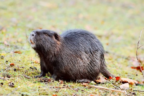 Nutria or swamp beaver (Myocastor coypus) on the shore, North Rhine-Westphalia, Germany, Neozoon in