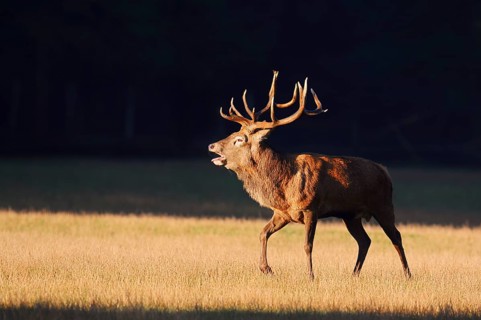 Red deer (Cervus elaphus), roaring in the rutting season, Arnsberg Forest, North Rhine-Westphalia,