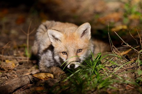 Red fox (Vulpes vulpes), young animal, North Rhine-Westphalia, Germany
