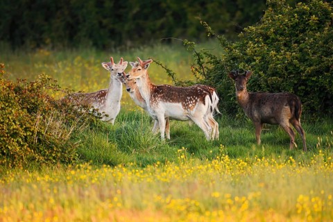 Fallow deer (Dama dama), fallow deer with velvet antlers on a flower meadow in spring, Zeeland,
