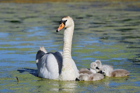 Mute swan (Cygnus olor) with chicks on a lake, North Rhine-Westphalia, Germany