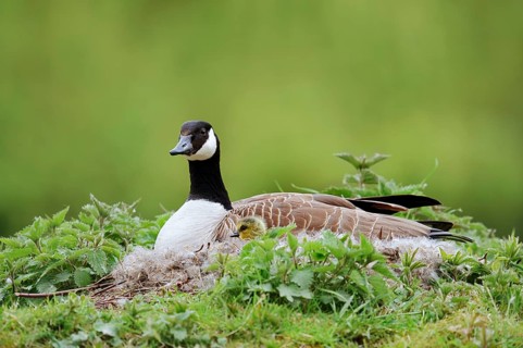 Canada goose (Branta canadensis) sitting brooding with chicks on the nest, North Rhine-Westphalia,