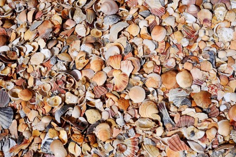 Different mussel shells on the beach, Algarve, Portugal