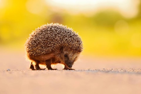 Brown-breasted hedgehog or Western European hedgehog (Erinaceus europaeus), North Rhine-Westphalia,