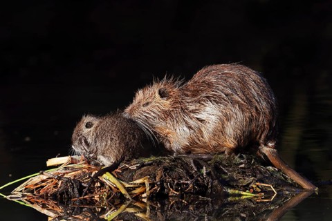 Nutria or swamp beaver (Myocastor coypus), female with young, North Rhine-Westphalia, Germany,