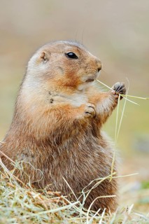 Black-tailed prairie dog (Cynomys ludovicianus) eats blades of grass, North America