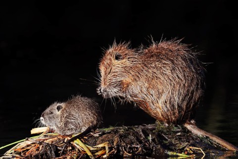 Nutria or swamp beaver (Myocastor coypus), female grooming with young, North Rhine-Westphalia,