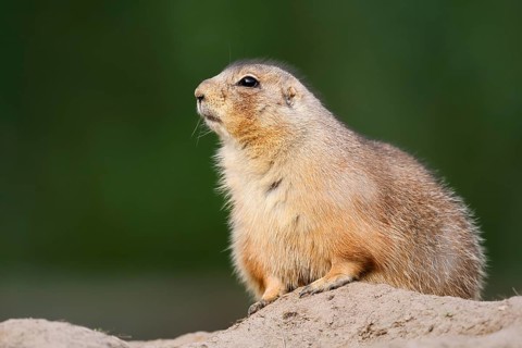 Black-tailed prairie dog (Cynomys ludovicianus) at the den, North America