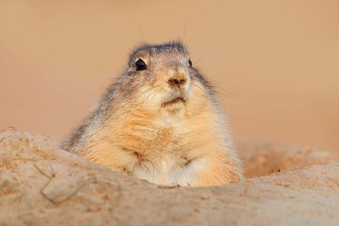 Black-tailed prairie dog (Cynomys ludovicianus) looking out of its den, North America