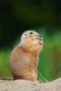 Black-tailed prairie dog (Cynomys ludovicianus) eating a blade of grass, North America