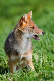 Golden jackal (Canis aureus), young animal, captive, occurring in Europe and Asia