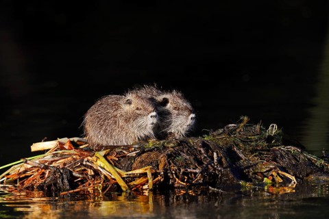 Nutria or swamp beaver (Myocastor coypus), young animals, North Rhine-Westphalia, Germany, neozoon