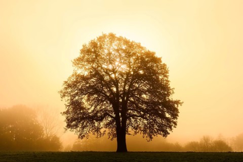 English oak (Quercus robur, Quercus pedunculata) in the morning mist at sunrise, North