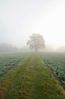 English oak (Quercus robur, Quercus pedunculata) on a field path in the morning mist, North