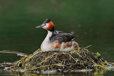 Great Crested Grebe (Podiceps scalloped ribbonfish) with chicks on the nest, North