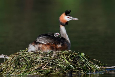 Great Crested Grebe (Podiceps Scalloped ribbonfish) sitting brooding with chicks on the nest, North
