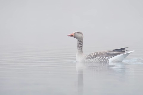Greylag goose (Anser anser) swimming in the morning mist on a lake, North Rhine-Westphalia, Germany