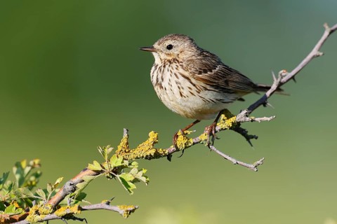 Meadow Pipit (Anthus pratensis), Schleswig-Holstein, Germany