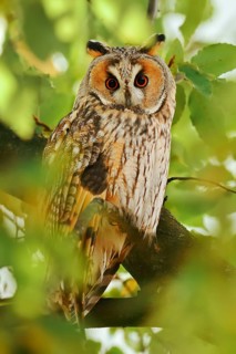 Long-eared owl (Asio otus) sitting in a tree, North Rhine-Westphalia, Germany