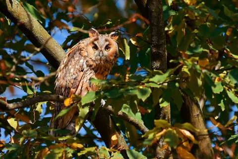 Long-eared owl (Asio otus) sitting in a tree, North Rhine-Westphalia, Germany