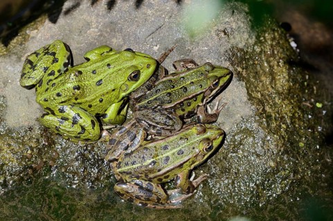 Pond frogs (Pelophylax esculentus, Rana esculenta) sitting on a stone, North Rhine-Westphalia,