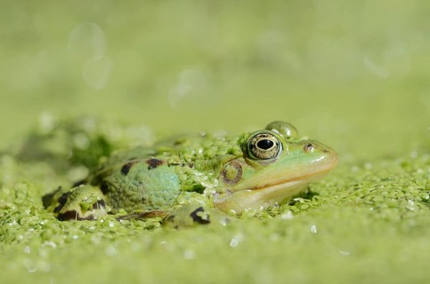 Edible Frog (Pelophylax esculentus, Rana esculenta) in a pond with Common duckweed (Lemna minor),