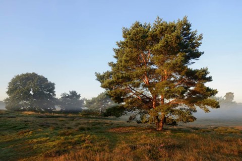 Scots pine or Scots pine (Pinus sylvestris) in heathland, Westruper Heide, North Rhine-Westphalia,