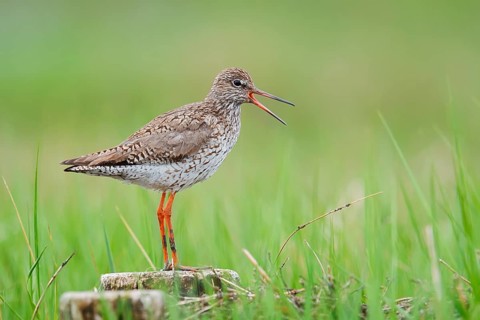 Redshank (Tringa totanus) calling, Schleswig-Holstein, Germany