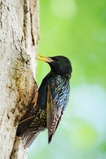 Starling (Sturnus vulgaris) at the breeding den, North Rhine-Westphalia, Germany
