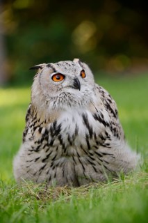 Turkmen Eagle Owl or Turkmen Eagle Owl (Bubo bubo omissus) sitting in a meadow, captive, occurrence