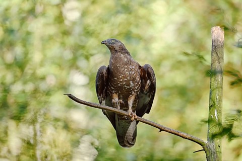 Honey buzzard (Pernis apivorus) sitting on a branch, Bavaria, Germany