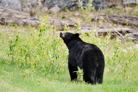 American Black Bear (Ursus americanus), Jasper National Park, Alberta, Canada