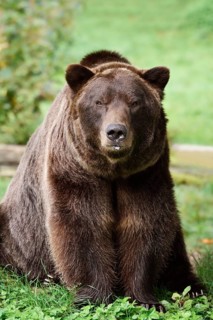 European brown bear (Ursus arctos arctos), captive, Bavaria, Germany