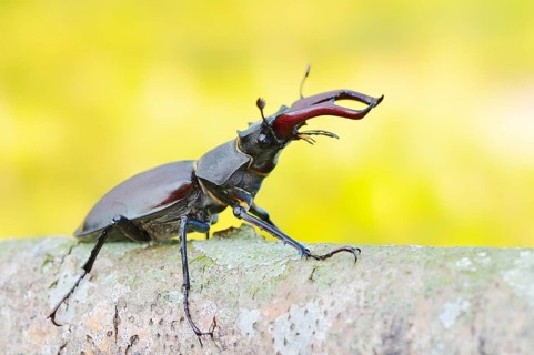Stag beetle (Lucanus cervus), male, North Rhine-Westphalia, Germany