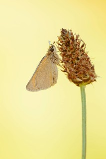 Small Skipper or Small Skipper butterfly (Thymelicus sylvestris) with dewdrops, North