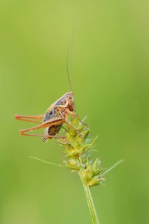 Roesel's bush-cricket (Roeseliana roeselii, Metrioptera roeselii), male, North Rhine-Westphalia,
