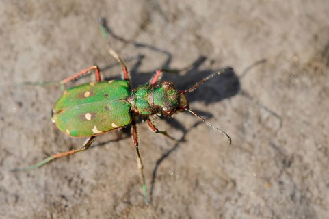 Field sand beetle or field sandpiper (Cicindela campestris), North Rhine-Westphalia, Germany
